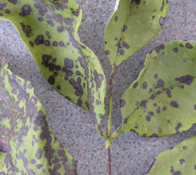 Leaf Spot Diseases Of Shade Trees And Ornamentals